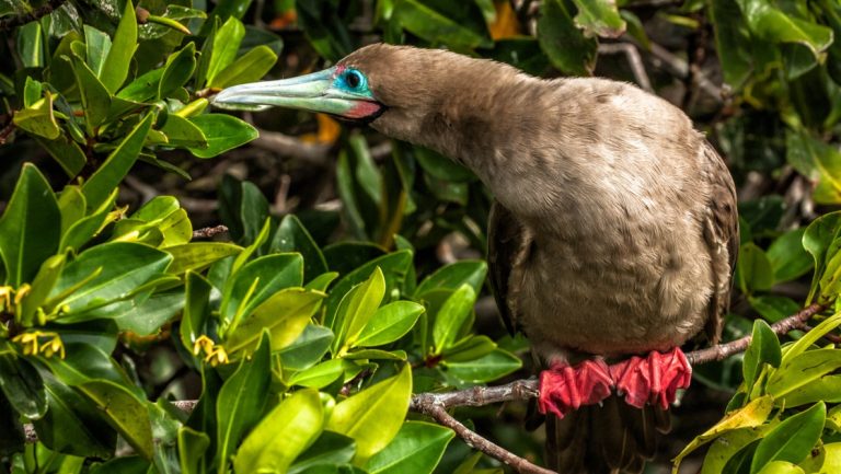 red-footed booby bird with brown feathers & light-blue-ringed eyes sits on a branch among bright green leaves in Galapagos.