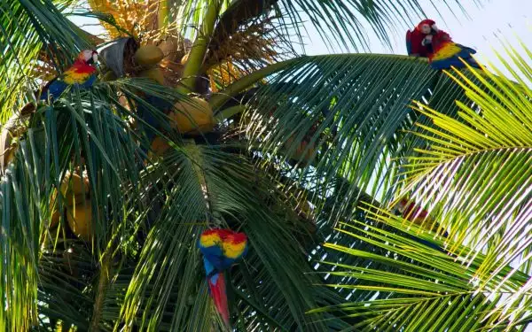A group of colorful macaws in a palm tree in Costa Rica.