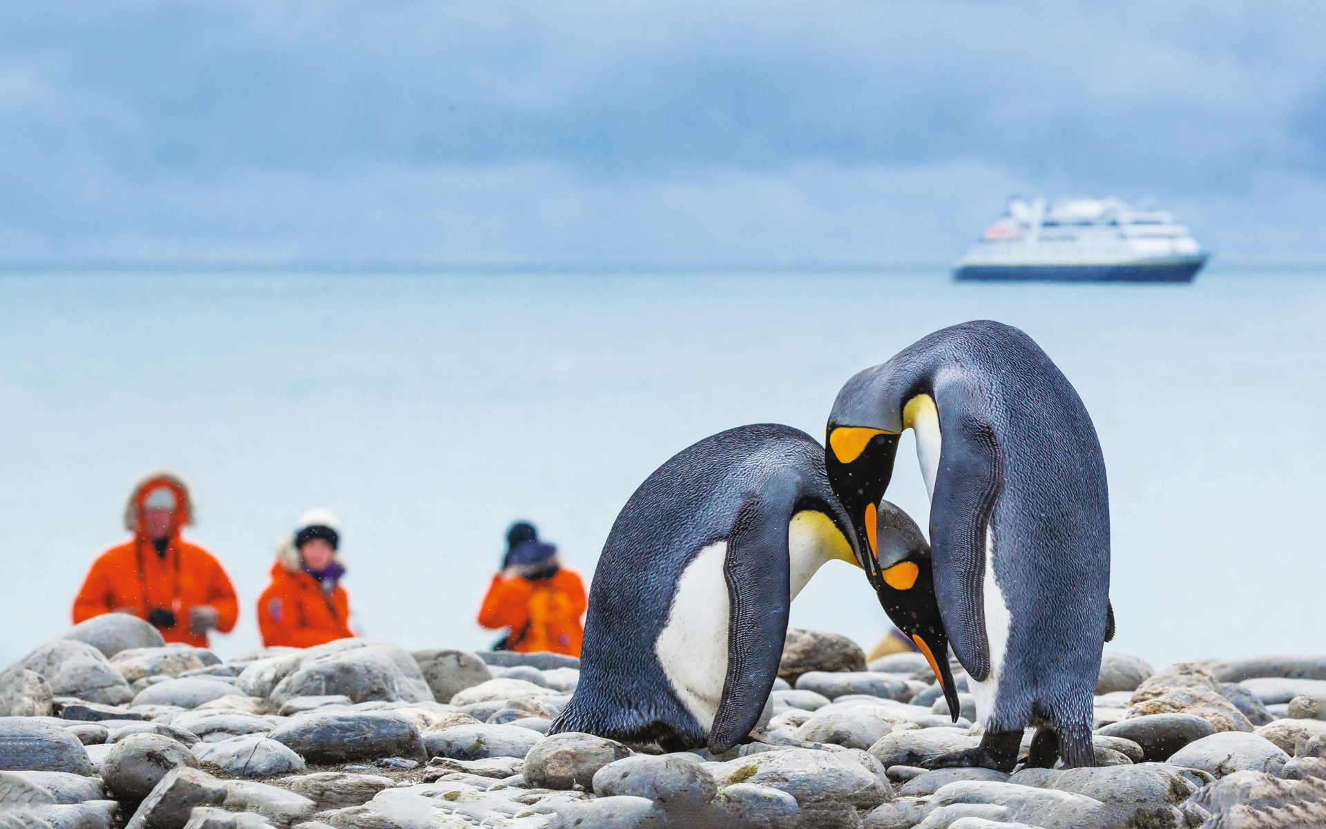 National Geographic Antarctica, South Georgia & The Falklands Voyage