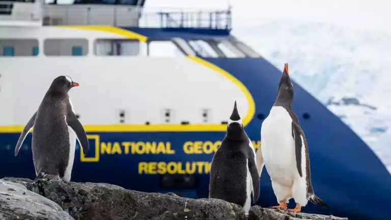 Three Gentoo Penguins in front of the ship National Geographic Resolution on Petermann Island, Antarctica.