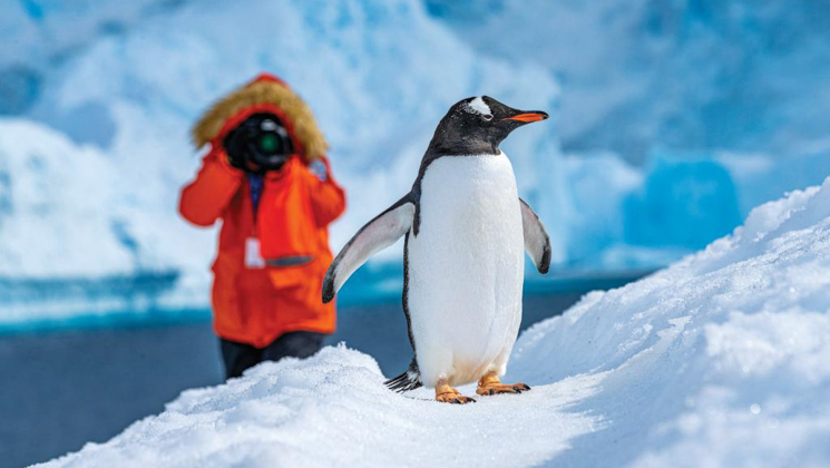 Antarctica traveler in orange jacket & red PFD photographs a gentoo penguin among snow & ice on a sunny day.
