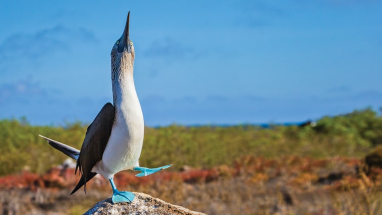Blue-footed booby bird stands atop green & red ground & points its beak to the blue sky on a Wild Galapagos Escape Cruise.