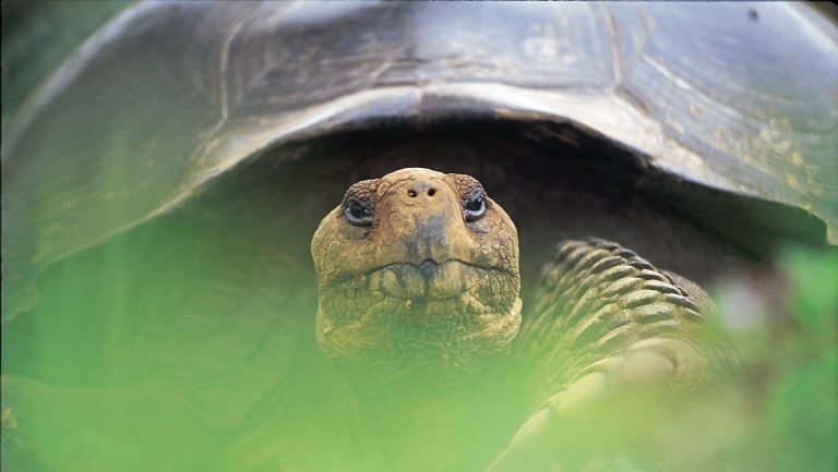 A close-up animal portrait of a giant tortoise taken from behind a green plant during a National Geographic Wild Galapagos cruise.