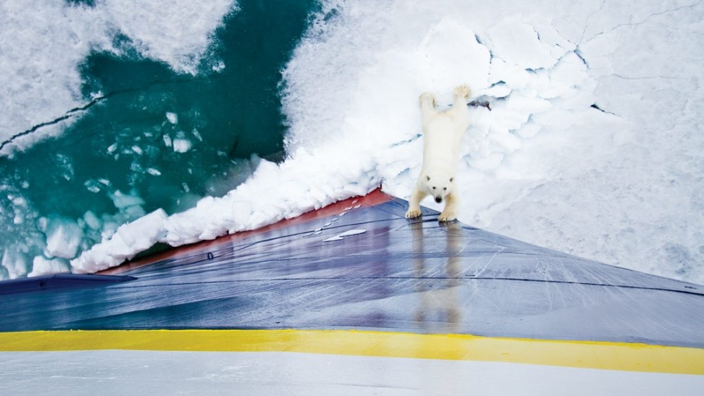 A curious polar bear get a closer look at the National Geographic Explorer ship.