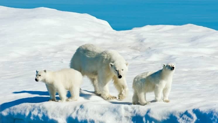 polar bear and two cubs on the ice seen on national geographic svalbard in spring cruise