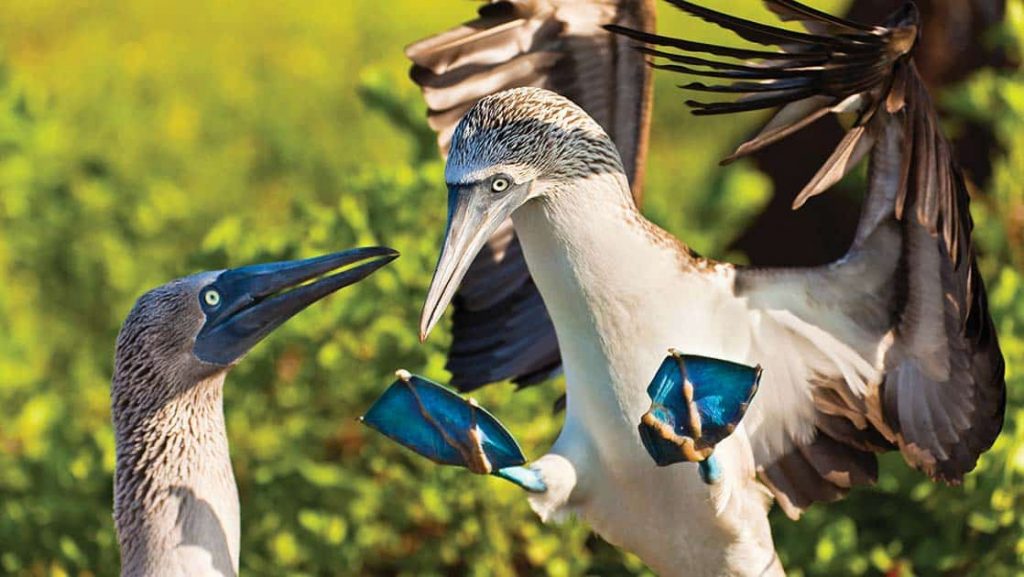 Two blue footed boobies with brown wings, white bodies, blue beaks and webbed feet flap wings in front of green mangrove trees