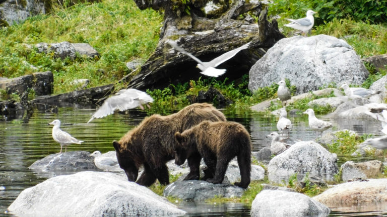 Mom and baby cub drinking water from stream in Alaska