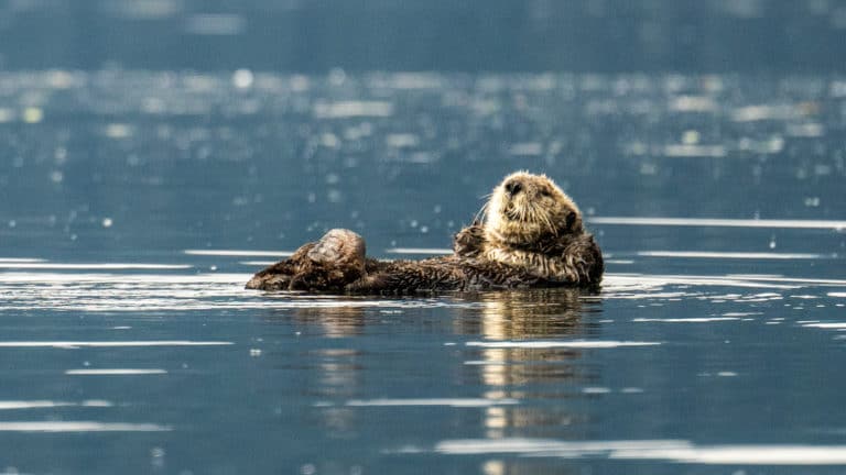 Sea Otter floating on its back in Alaska.