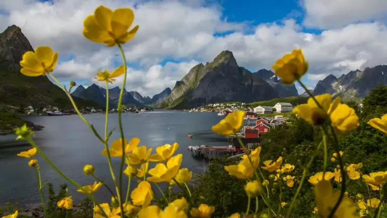 yellow summer wildlfowers and mountains surrounding the waterways of the Lofoten Islands, in Norway.