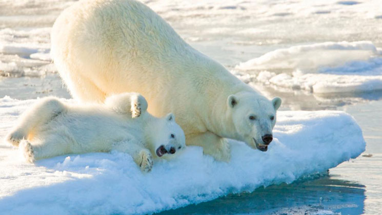 Mother polar bear & cub lay on floating ice on a sunny day during the Norway's Fjords & Arctic Svalbard small ship cruise.