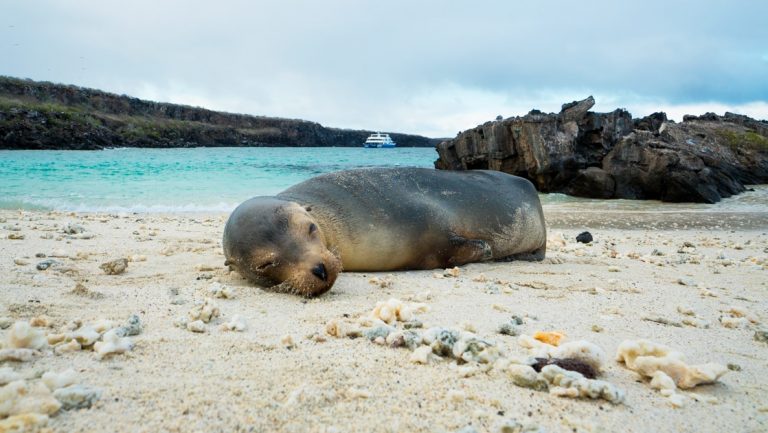 Young sea lion rests on a white-sand beach beside turquoise water under cloudy skies during an Ocean Spray Galapagos Cruise.