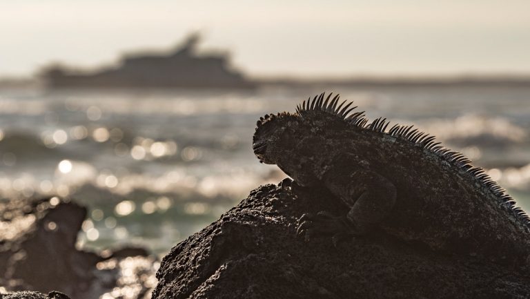 A silhouette pf a marine iguana as it rests on a rock in front of the ocean in, beyond it, a silhouette of a Galapagos small luxury ship.