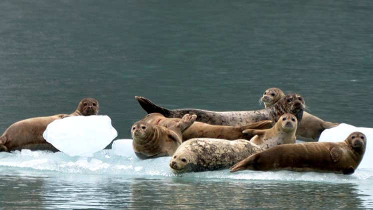 seals relax on floating icebergs with green water around them in alaska's eastern passage