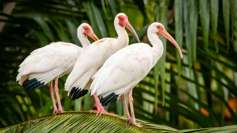 3 white crane birds with long pink beaks stand in a line on top of a palm frond, seen on the Pacific Costa Rica tour.