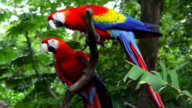 two scarlet macaws in trees on pacific costa rica land tour