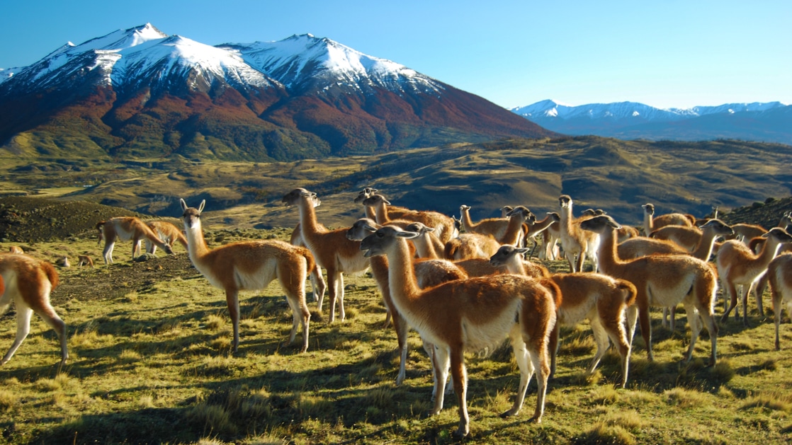 Patagonia Wildlife Safari - Torres del Paine Tours - AdventureSmith