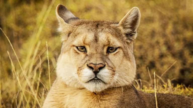 Close up of the face of a puma with beige fur & dark eyes, seen during the Patagonia Wildlife Safari in Torres del Paine.