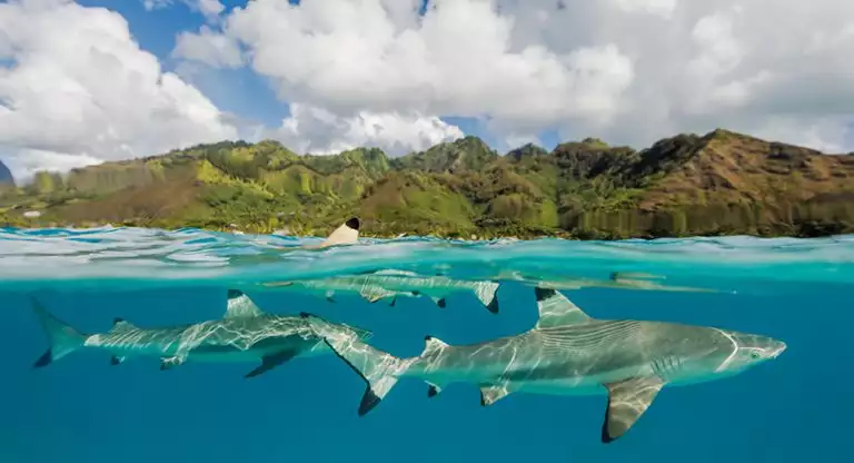 Sharks swim just below the surface in clear turquoise water with tropical islands behind on a Society & Tuamotu Islands cruise.