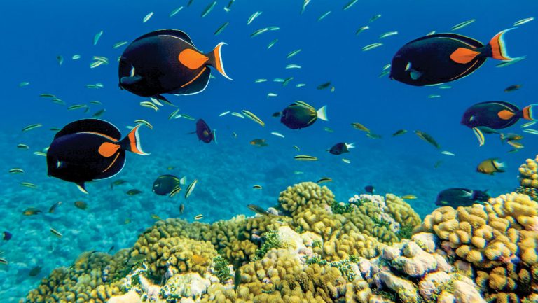 School of black & orange tropical fish swim above a green coral reef in blue-green water, seen on a Society Islands cruise.
