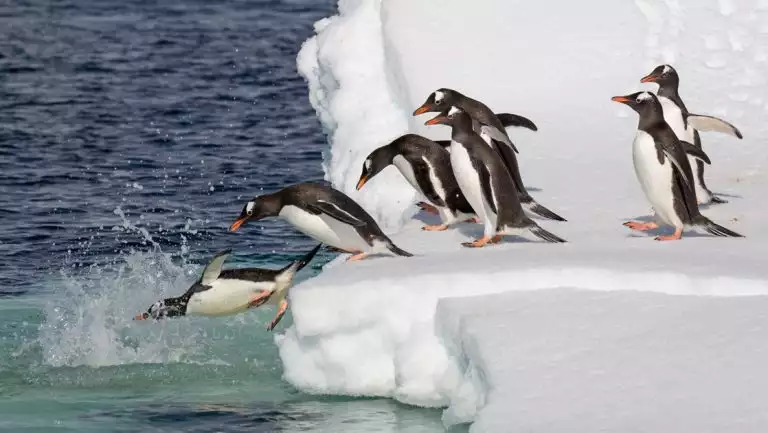 A group of black white penguins with orange beaks and feet dive into the polar water from a white snowy iceberg in Antarctica