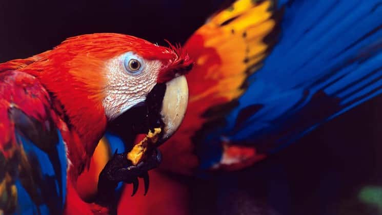 amazon macaw parrot with vibrant red yellow and blue feathers cleaning itself with a dark background behind it