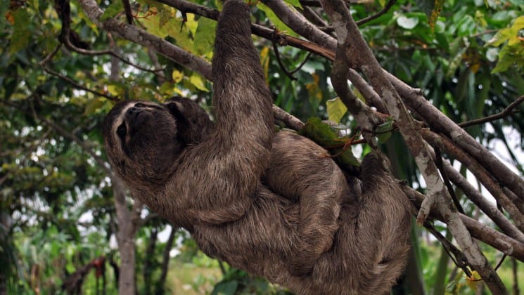 a mother sloth carries a baby through the amazon jungle canopy