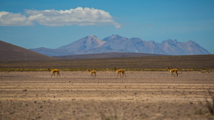 landscape of distant mountains, large plain and animals on peru highlights land tour