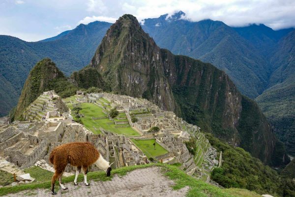llama grazing in the foreground with Machu Picchu and Inca ruins in the distance on an overcast day