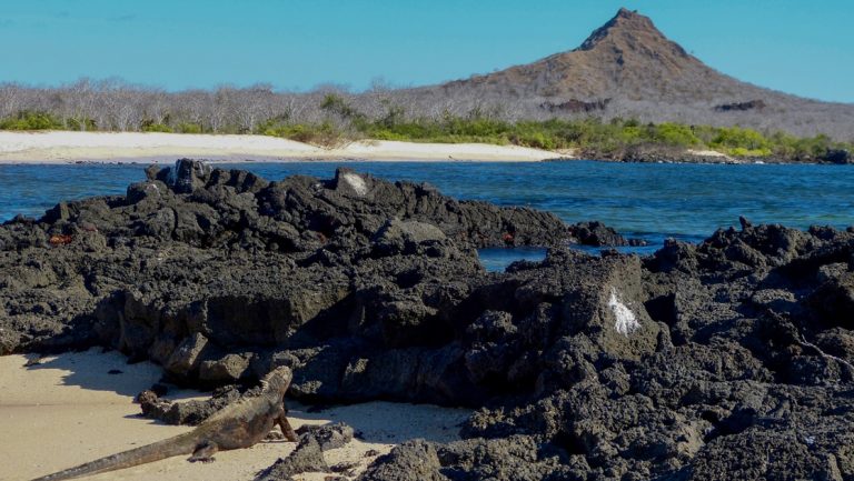 Landscape of dark volcanic rock, white-sand beach & shrub forest beside dark blue water with a marine iguana, seen in Galapagos.
