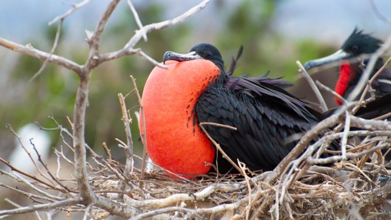 Magnificent frigatebird with black body sits in a nest of woven sticks & puffs out its red pouch, on a Petrel Galapagos Cruise.