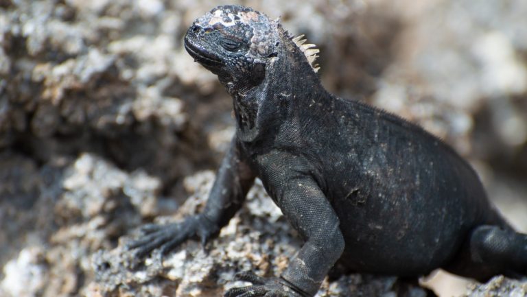 Marine iguana with dark scales sits atop pockmarked rocks in the sun, seen on Petrel Galapagos Cruises.