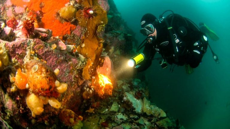 suba diver with colorful coral reef in Antarctica holding flashlight