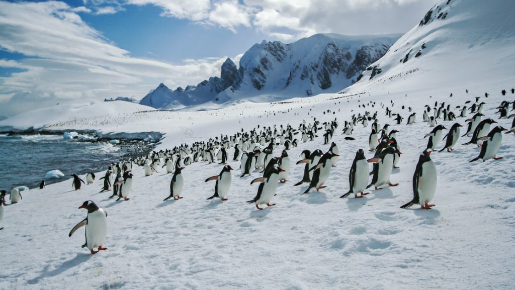 Many gentoo penguins walk up a snowfield, away from calm water on a sunny day on the Quest for The Antarctic Circle cruise.