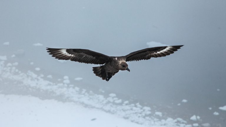 Large, dark-winged bird flies above a snowfield beside glassy water on the Quest For The Antarctic Circle cruise.