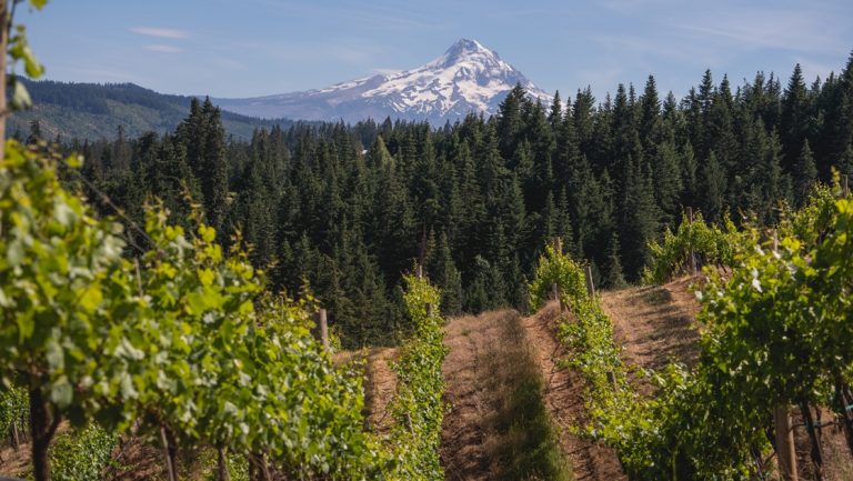 Rolling vineyard hills of grape vines lead to dark a forest and views of Mount Hood mountain.