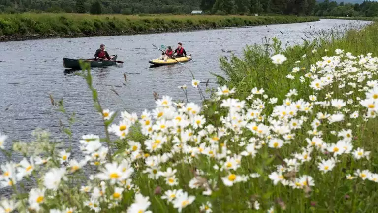 2 kayakers traveling through a small waterway full of fresh fllowers and green grass