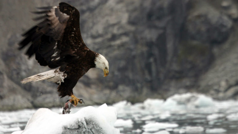 alaska bald eagle taking off in flight from ice