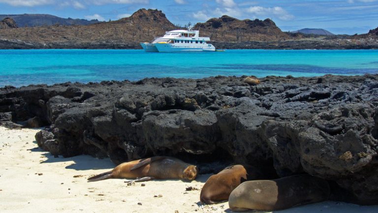 Seaman Journey Galaapgos catamaran sits in turquoise water by lava rock shoreline where tan sea lions nap in the shade.