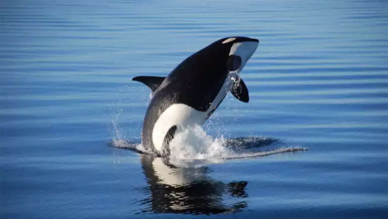 orca fully breaching calm alaskan water on a sunny day