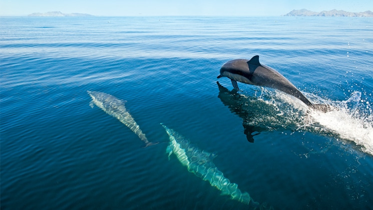Dolphins jump in & out of clear blue water during the From Southern California to Baja: Sailing the Pacific Coast cruise.