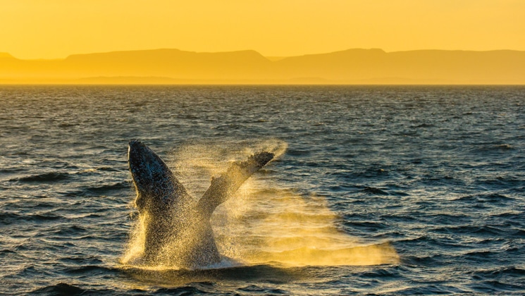 Humpback whale breaches out of the water under an orange sunset, seen on the From Southern California to Baja small ship cruise.