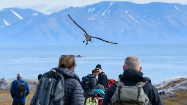 On land while on the Spitsbergen Northeast Greenland trip a sea bird moves over the explorers with a mountain behind them