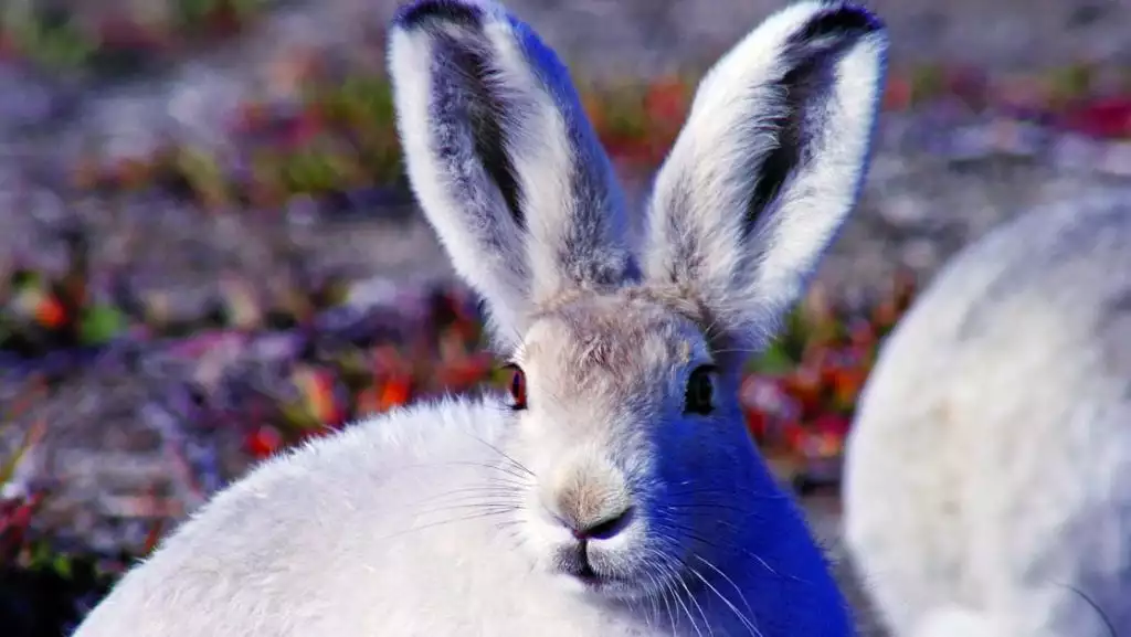Photo by: Quark Expeditions