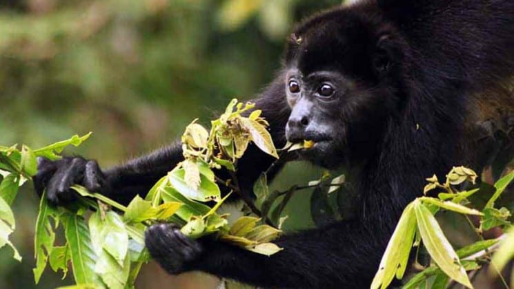 howler monkey eating on tropical volcano & cloud forest trip in costa rica