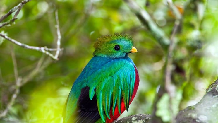 green, blue and red bird on tropical volcano & cloud forest land tour in costa rica