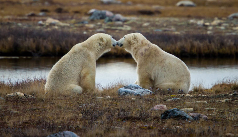 Two polar bears on a riverbank nuzzling each other.