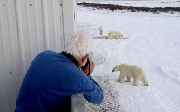 A man with white hair wearing blue fleece leans over railing of tundra lodge to photograph 3 polar bears walking on snow below