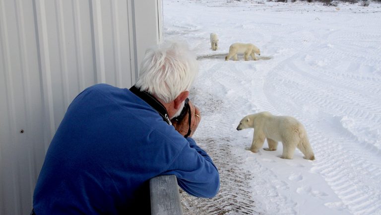 A man with white hair wearing blue fleece leans over railing of tundra lodge to photograph 3 polar bears walking on snow below