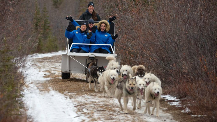 Group of Tundra Lodge Canadian Arctic travelers in blue down jackets ride in a dogsledding wagon among snow & scrub brush.