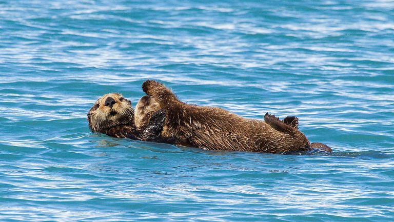 2 sea otters with brown fur float on their backs in blue water, seen on the Ultimate Alaska Adventure tour.